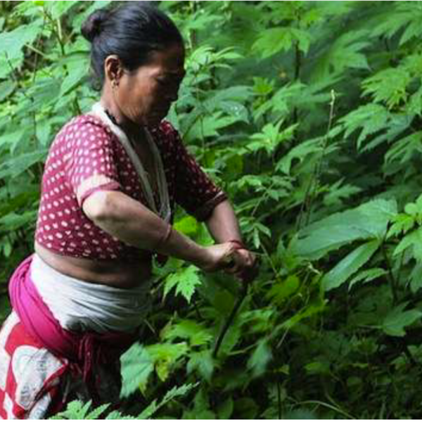 What is Nettle and why is it called a sustainable eco-friendly fibre?